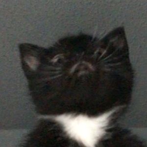 Meet your Posher, Petrea